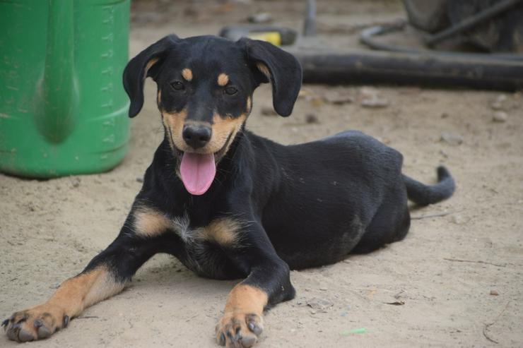 Kasper ist ein süßer Hundejunge.  - Mischlingshunde - Bild 6