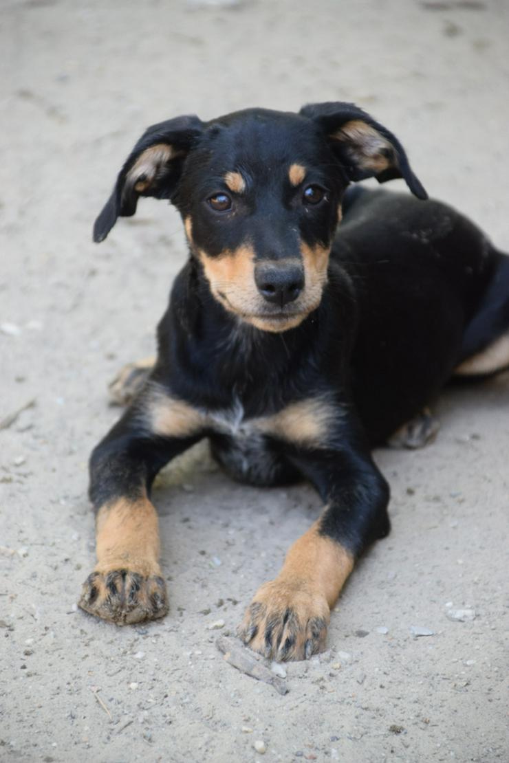 Kasper ist ein süßer Hundejunge.  - Mischlingshunde - Bild 2