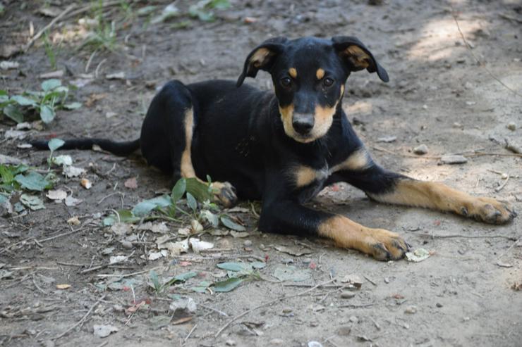 Bild 5: Kasper ist ein süßer Hundejunge. 