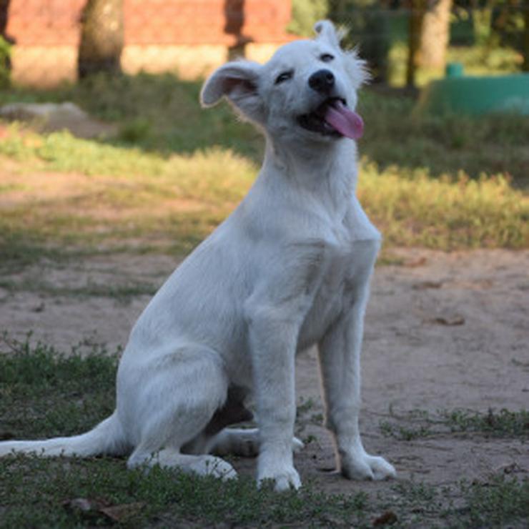 Caruso ist ein lieber, neugieriger Hundejunge. - Mischlingshunde - Bild 8