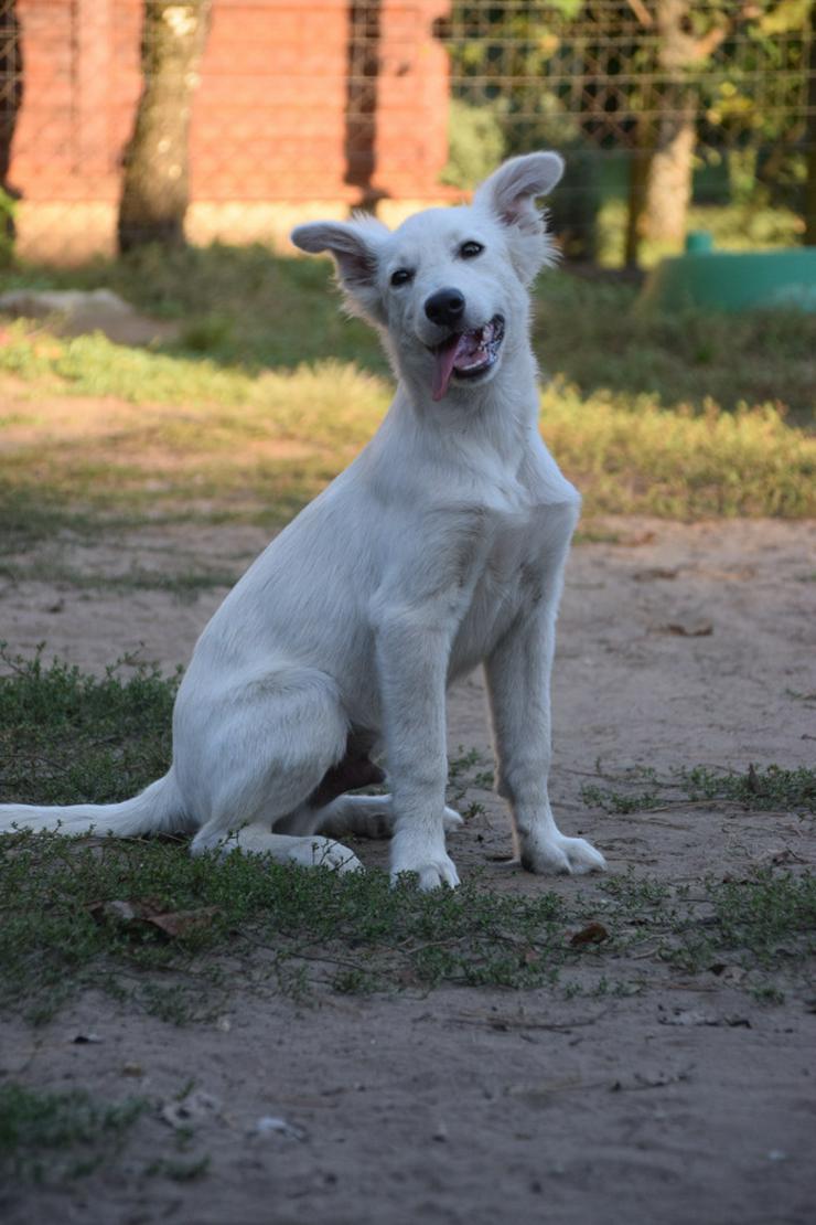 Caruso ist ein lieber, neugieriger Hundejunge. - Mischlingshunde - Bild 3