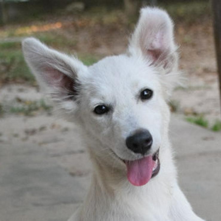 Caruso ist ein lieber, neugieriger Hundejunge. - Mischlingshunde - Bild 7