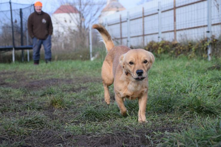 Bjarne ist ein netter, süßer Hundemann. - Mischlingshunde - Bild 18