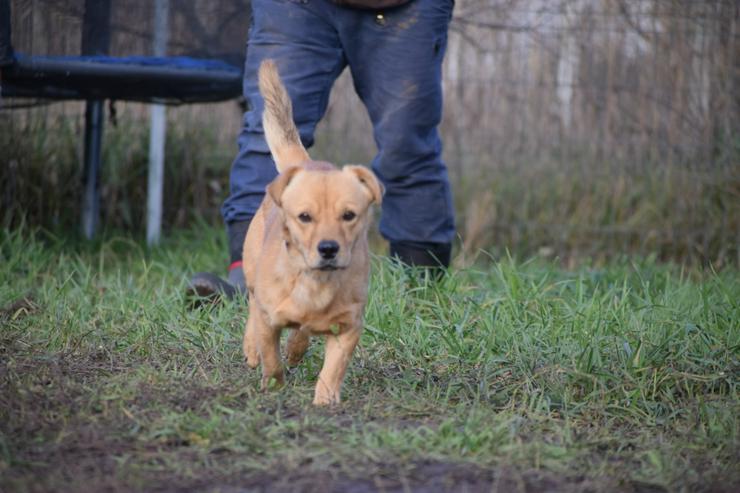 Bjarne ist ein netter, süßer Hundemann. - Mischlingshunde - Bild 17