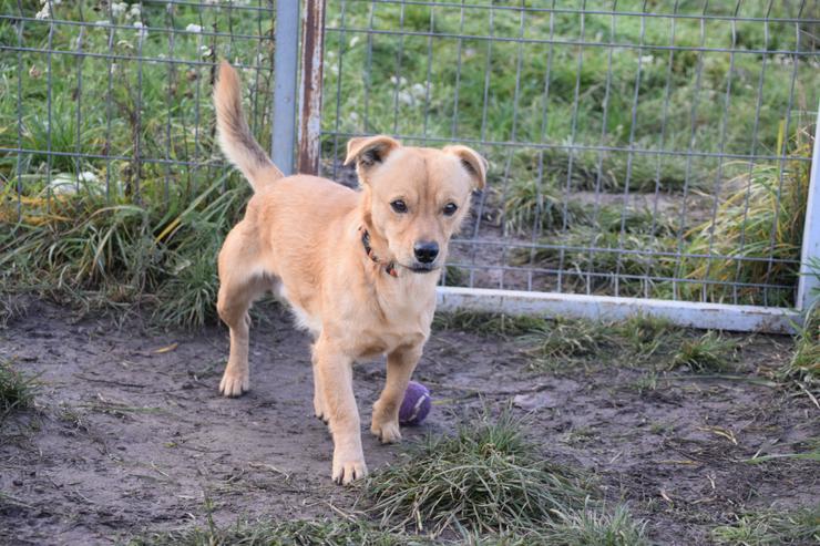 Bjarne ist ein netter, süßer Hundemann. - Mischlingshunde - Bild 14