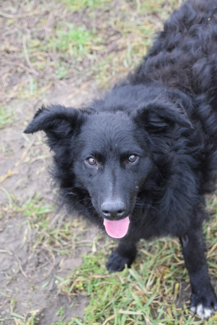 Gunnar ist ein netter, junger ungarischer Schäferhund-Mischlingsrüde (Mudi-Mix). - Mischlingshunde - Bild 16