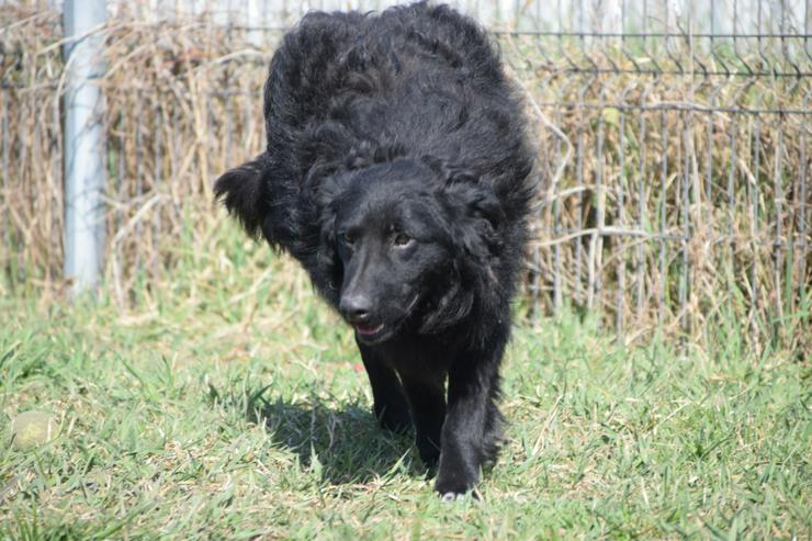 Gunnar ist ein netter, junger ungarischer Schäferhund-Mischlingsrüde (Mudi-Mix). - Mischlingshunde - Bild 8