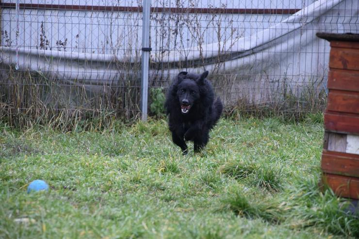 Gunnar ist ein netter, junger ungarischer Schäferhund-Mischlingsrüde (Mudi-Mix). - Mischlingshunde - Bild 17