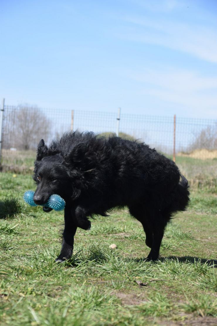 Gunnar ist ein netter, junger ungarischer Schäferhund-Mischlingsrüde (Mudi-Mix). - Mischlingshunde - Bild 12