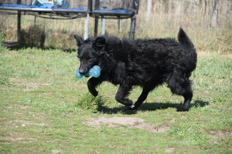 Gunnar ist ein netter, junger ungarischer Schäferhund-Mischlingsrüde (Mudi-Mix). - Mischlingshunde - Bild 3