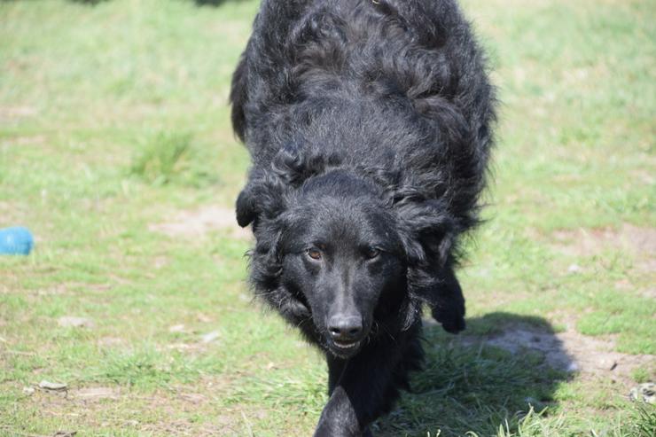 Gunnar ist ein netter, junger ungarischer Schäferhund-Mischlingsrüde (Mudi-Mix). - Mischlingshunde - Bild 7