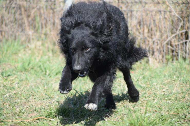 Gunnar ist ein netter, junger ungarischer Schäferhund-Mischlingsrüde (Mudi-Mix). - Mischlingshunde - Bild 9