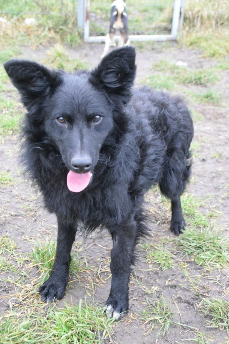 Gunnar ist ein netter, junger ungarischer Schäferhund-Mischlingsrüde (Mudi-Mix). - Mischlingshunde - Bild 14