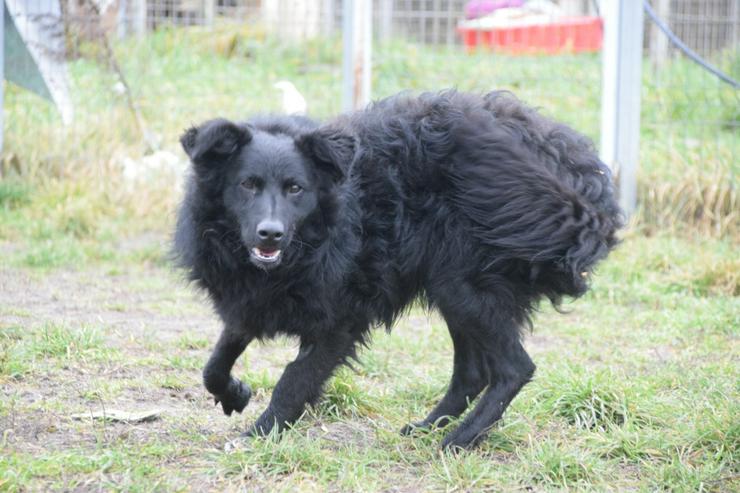 Gunnar ist ein netter, junger ungarischer Schäferhund-Mischlingsrüde (Mudi-Mix). - Mischlingshunde - Bild 18