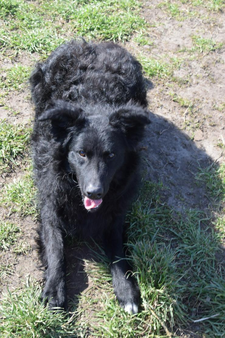 Gunnar ist ein netter, junger ungarischer Schäferhund-Mischlingsrüde (Mudi-Mix). - Mischlingshunde - Bild 5