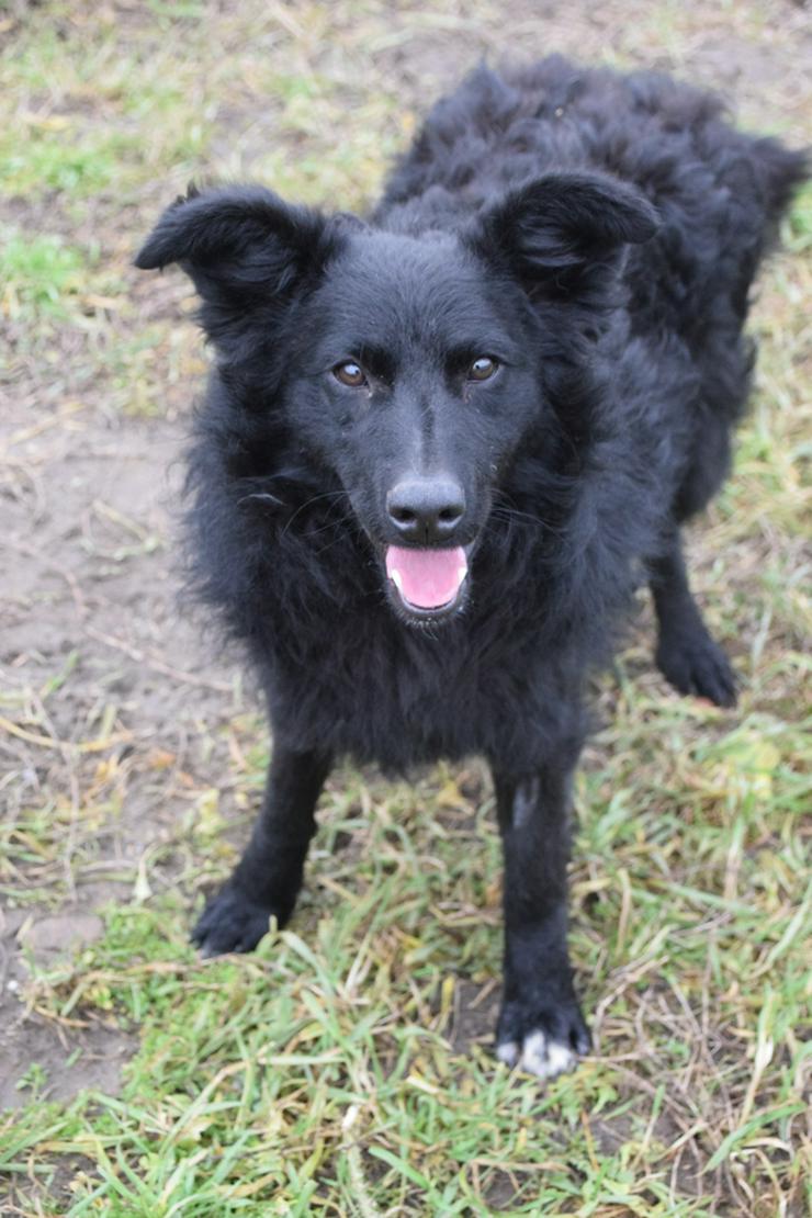 Gunnar ist ein netter, junger ungarischer Schäferhund-Mischlingsrüde (Mudi-Mix). - Mischlingshunde - Bild 13