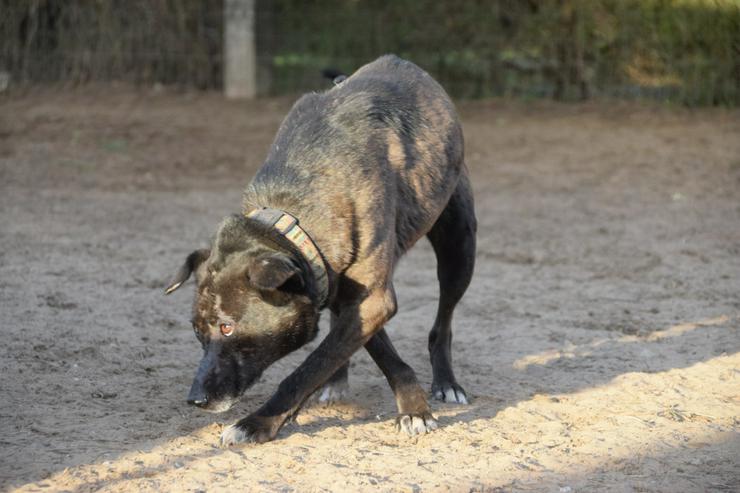 Kotangens ist eine ruhige und unauffällige Hundedame, der das Schicksal übel mitgespielt hat. - Mischlingshunde - Bild 4