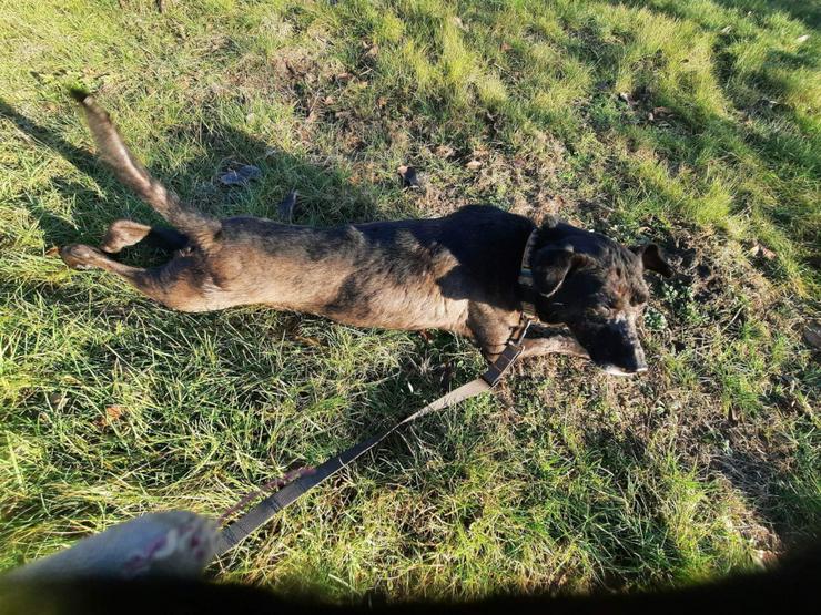 Kotangens ist eine ruhige und unauffällige Hundedame, der das Schicksal übel mitgespielt hat. - Mischlingshunde - Bild 7