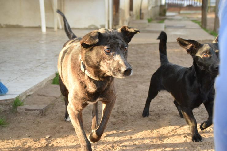 Kotangens ist eine ruhige und unauffällige Hundedame, der das Schicksal übel mitgespielt hat. - Mischlingshunde - Bild 1