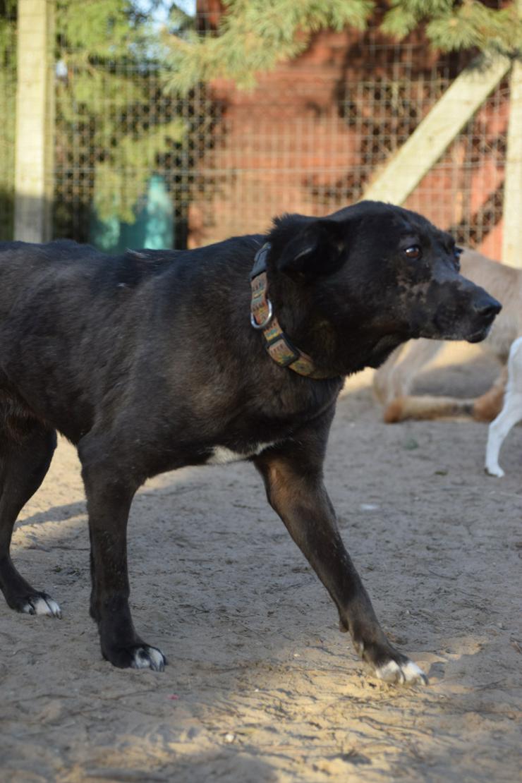 Kotangens ist eine ruhige und unauffällige Hundedame, der das Schicksal übel mitgespielt hat. - Mischlingshunde - Bild 2