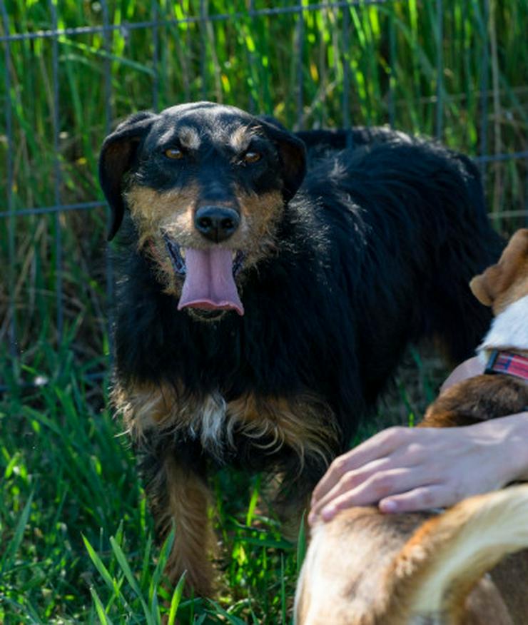 Cherry ist ein aktives und verspieltes Jagdterrier-Mädchen im besten Alter. - Mischlingshunde - Bild 7