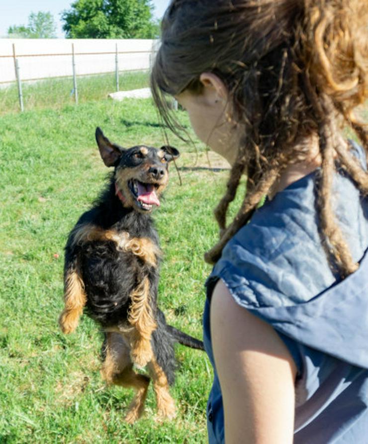 Bild 13: Cherry ist ein aktives und verspieltes Jagdterrier-Mädchen im besten Alter.