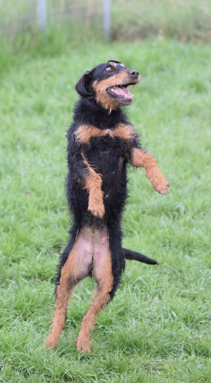 Cherry ist ein aktives und verspieltes Jagdterrier-Mädchen im besten Alter. - Mischlingshunde - Bild 11