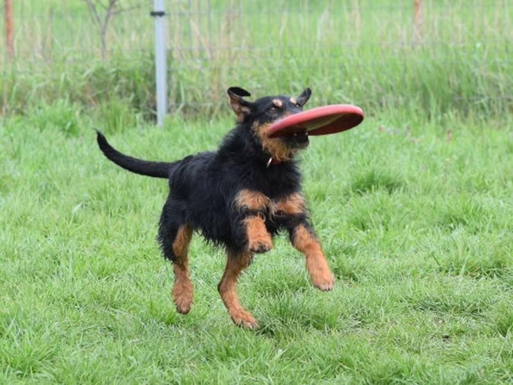 Cherry ist ein aktives und verspieltes Jagdterrier-Mädchen im besten Alter. - Mischlingshunde - Bild 14