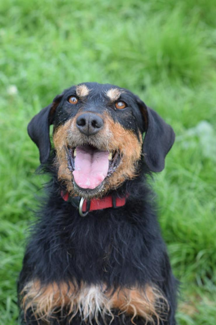 Cherry ist ein aktives und verspieltes Jagdterrier-Mädchen im besten Alter.