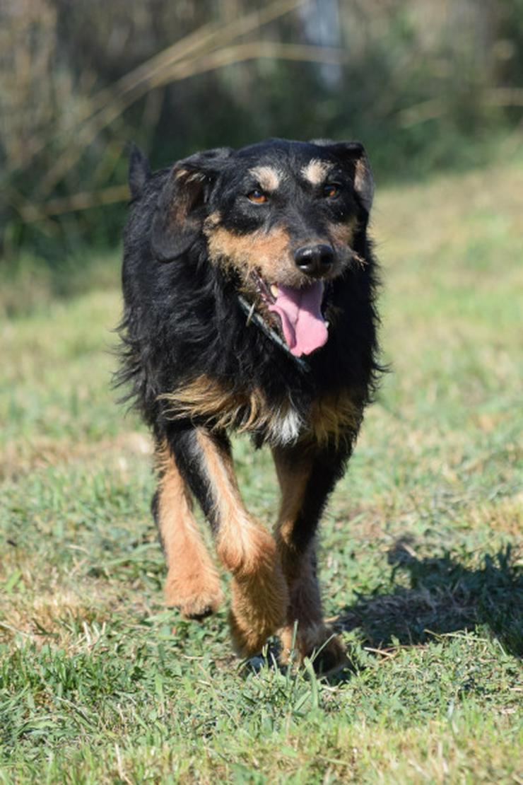 Bild 17: Cherry ist ein aktives und verspieltes Jagdterrier-Mädchen im besten Alter.