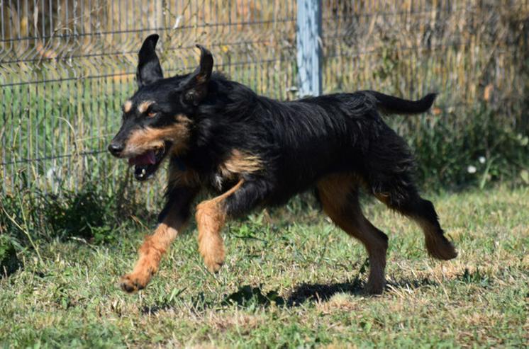 Bild 18: Cherry ist ein aktives und verspieltes Jagdterrier-Mädchen im besten Alter.