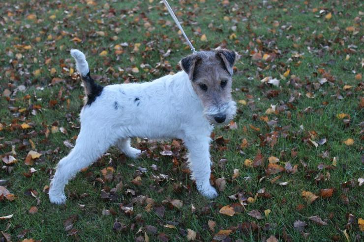 Drahthaar Foxterrier Rüde.