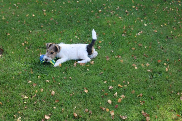 Bild 3: Drahthaar Foxterrier Rüde.