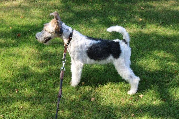 Drahthaar Foxterrier Rüde.