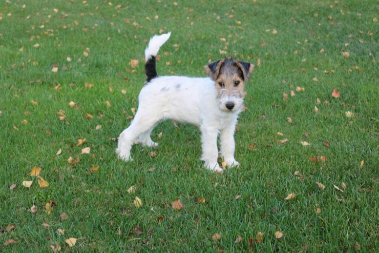 Bild 2: Drahthaar Foxterrier Rüde.