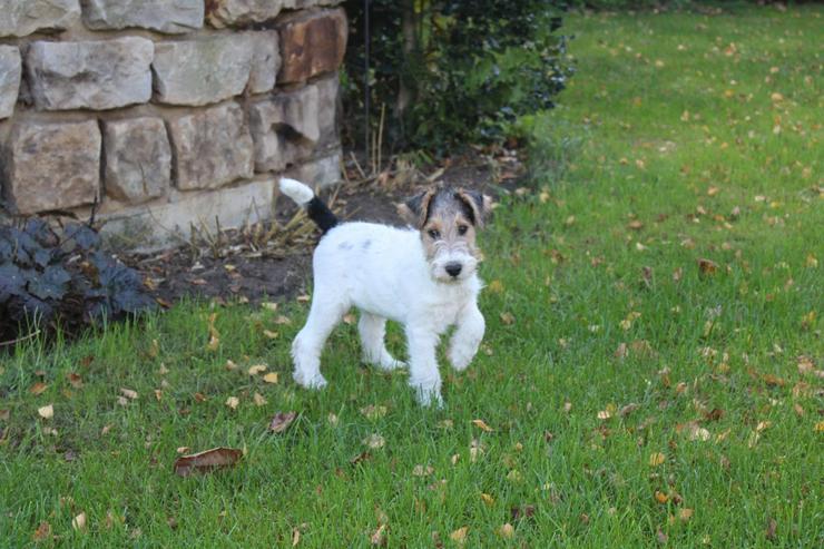 Drahthaar Foxterrier Rüde. - Rassehunde - Bild 1