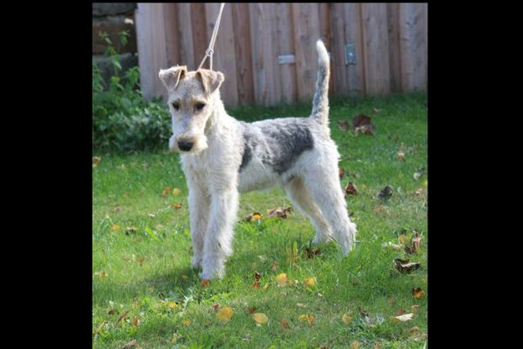 Drahthaar Foxterrier Rüde.