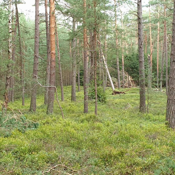 Kiefernholz, Bretter, 30 mm, ca. 2.5 m³, Kiefer, unbesäumt - Weitere - Bild 1