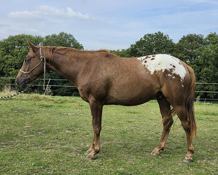 3 jähriger Appaloosa Wallach Waps Rolex von Waps Rolls Royce