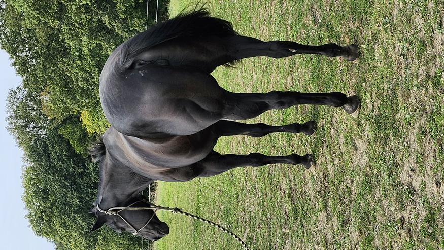 Schwarze Quarter Horse Stute von Willy Be Invited