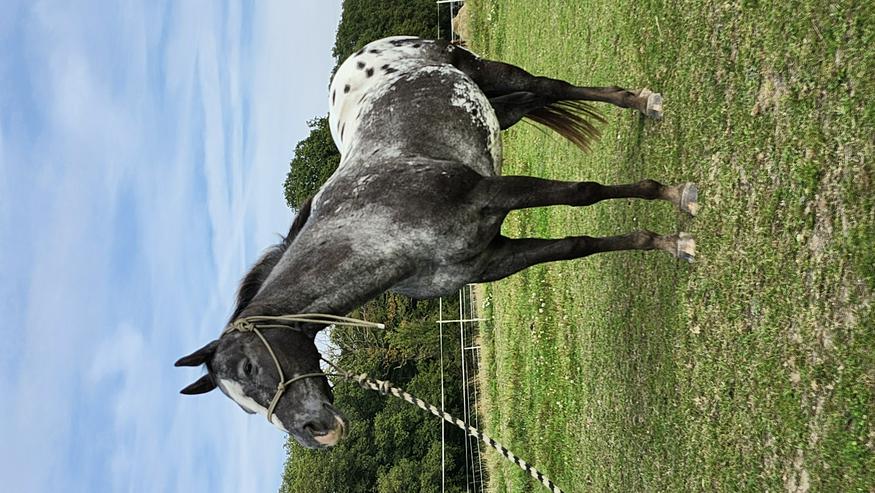 Sportliche grullo Appaloosa Stute