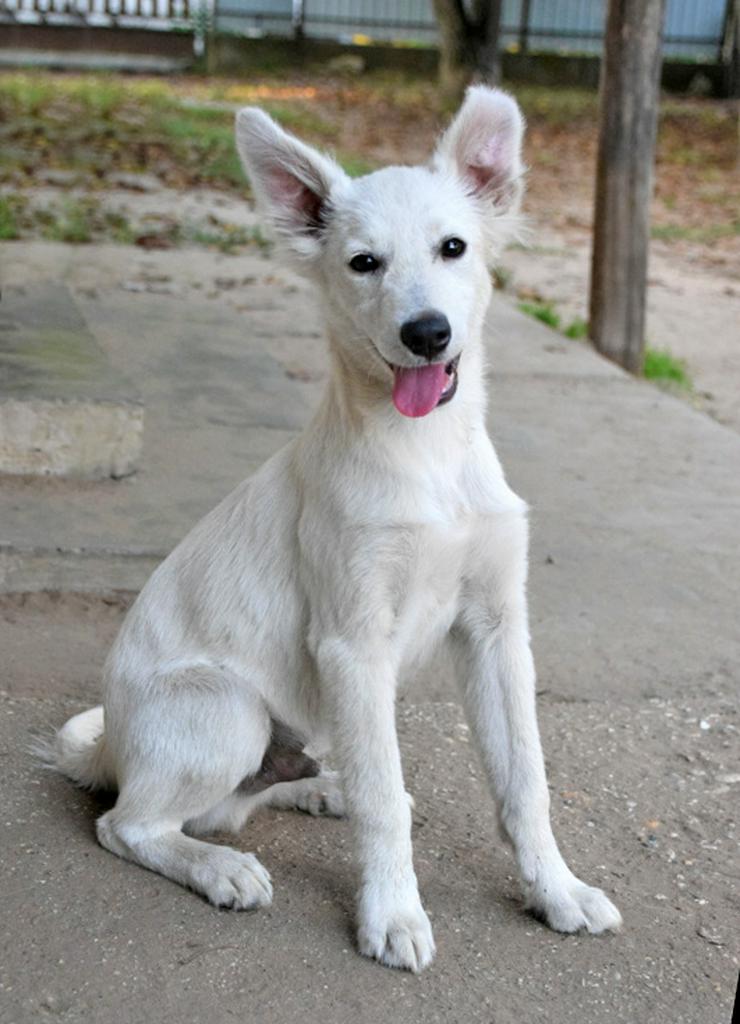 Caruso ist ein lieber, neugieriger Hundejunge.