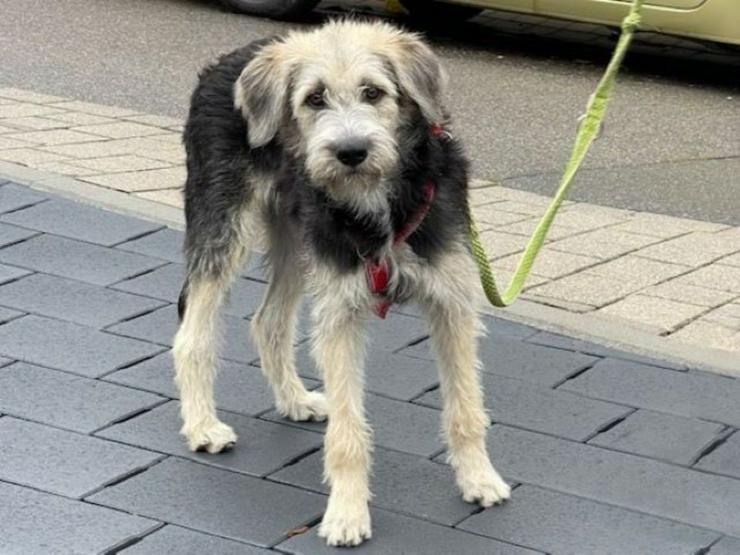 Bild 4: Neugieriger Bob sucht sein geeignetes Zuhause