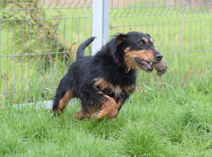 Bild 8: Cherry ist ein aktives und verspieltes Jagdterrier-Mädchen im besten Alter.