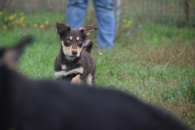 Holly ist ein entzückendes Welpenmädchen mit einer tragischen Geschichte. - Mischlingshunde - Bild 5