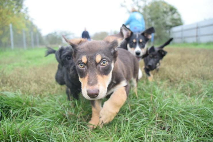 Holly ist ein entzückendes Welpenmädchen mit einer tragischen Geschichte. - Mischlingshunde - Bild 6