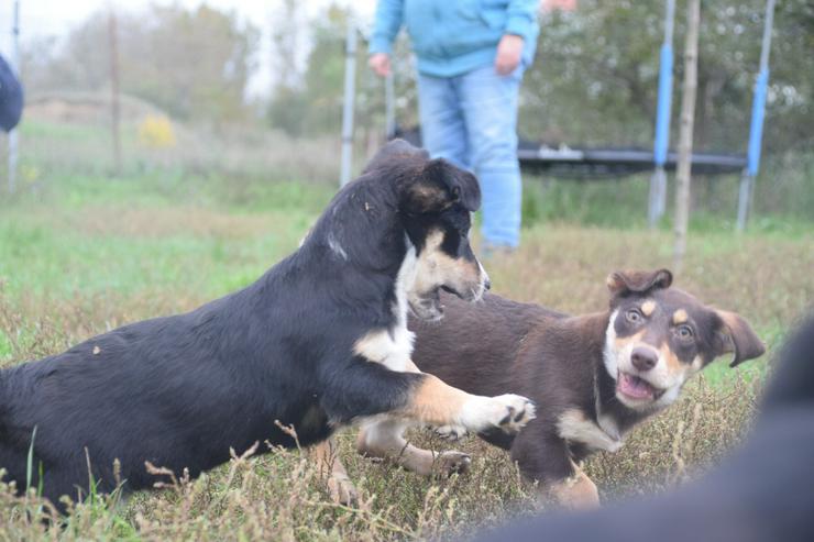 Holly ist ein entzückendes Welpenmädchen mit einer tragischen Geschichte. - Mischlingshunde - Bild 7