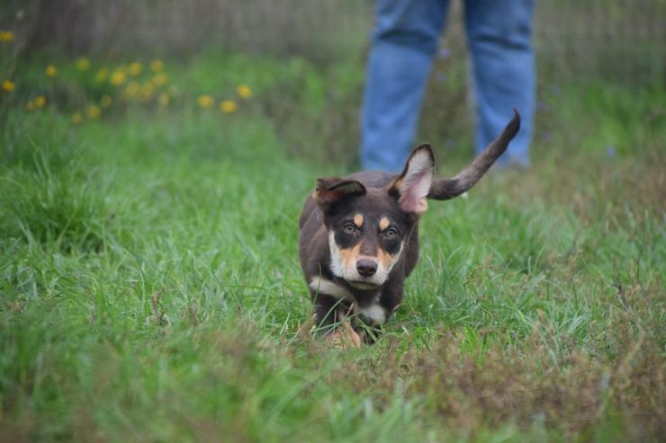 Holly ist ein entzückendes Welpenmädchen mit einer tragischen Geschichte. - Mischlingshunde - Bild 8