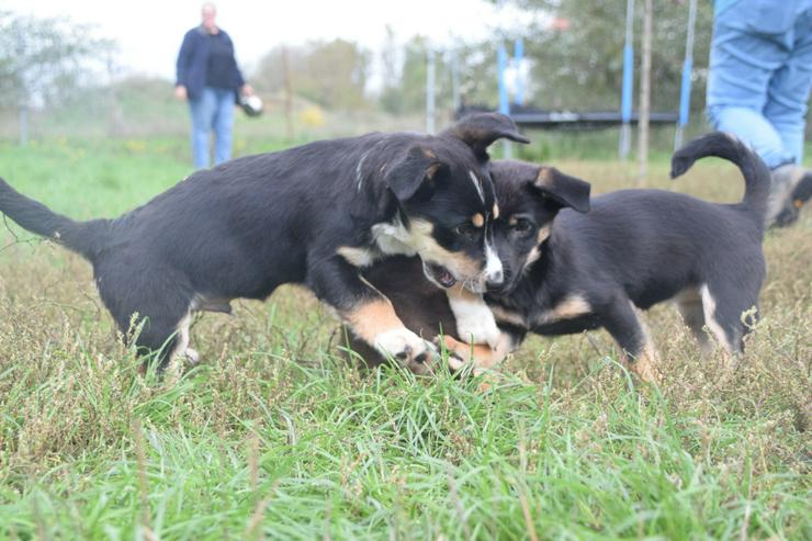 Nico ist ein süßer Fratz mit einer tragischen Vergangenheit. - Mischlingshunde - Bild 14