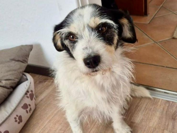 Traumhund Felix sucht sein Traumzuhause - Mischlingshunde - Bild 5